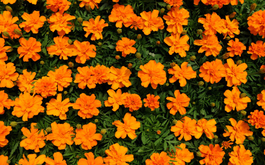 591610 (a): :1680x1050